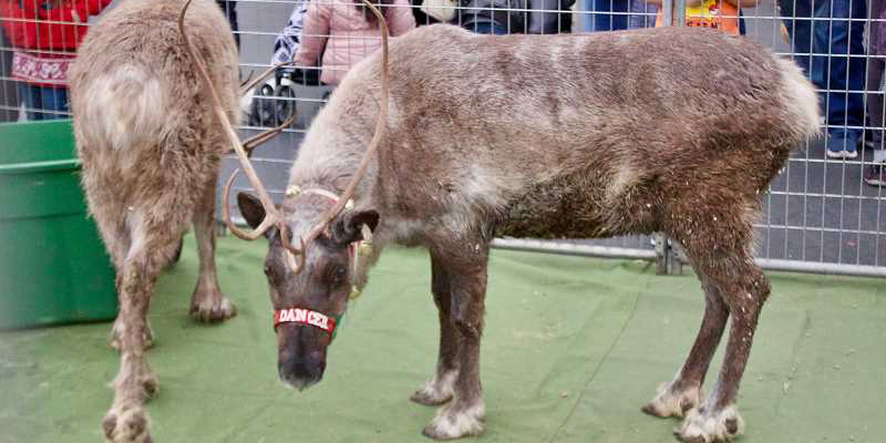 Reindeer visiting Gresham Station Shopping Center